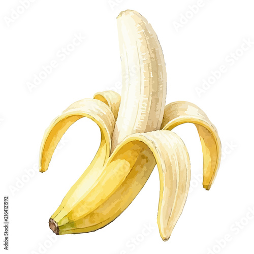 Vector watercolor banana