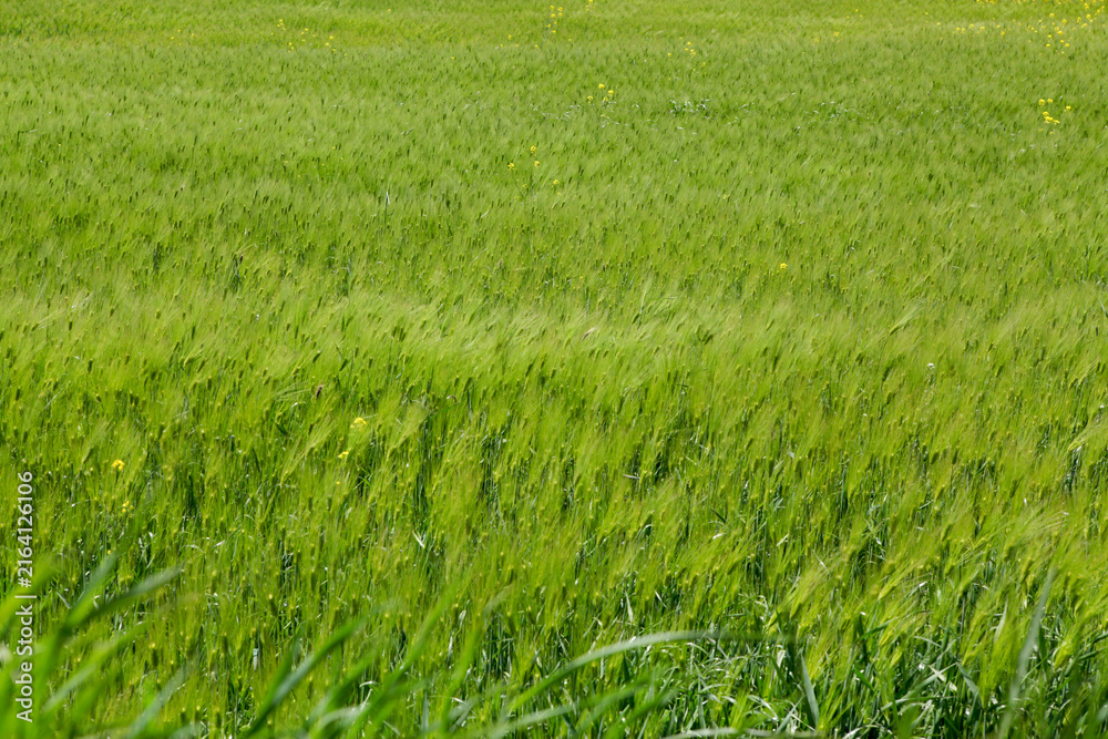 Obraz premium Fresh Green Barley Field Growing in Spring Countryside