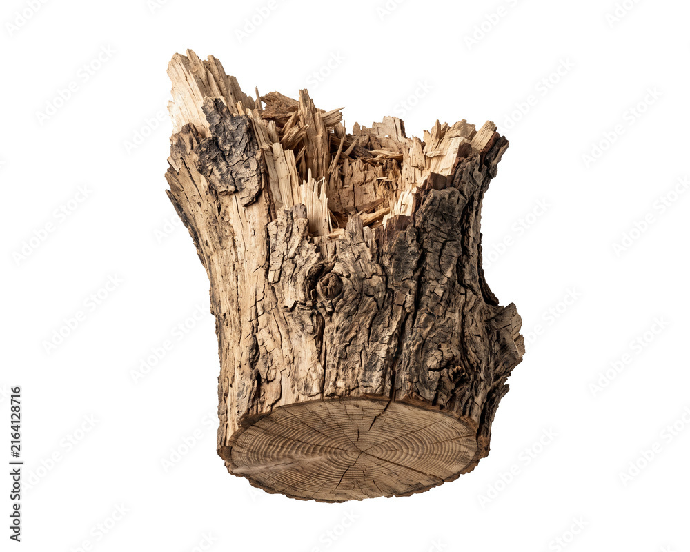 Obraz premium Broken tree branch base with exposed wood grain stands against black
