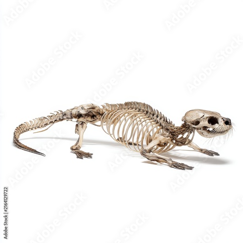 Detailed Animal Skeleton Anatomy Specimen Isolated On Pure White Background For Scientific Education