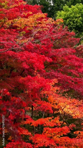 【縦動画】燃えるような赤色に紅葉したモミジなどの木々のティルトショット 4K