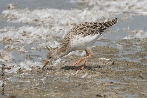 Canvastavla Ruff (Calidris pugnax) waterbird foraging on muddy shore with feathers