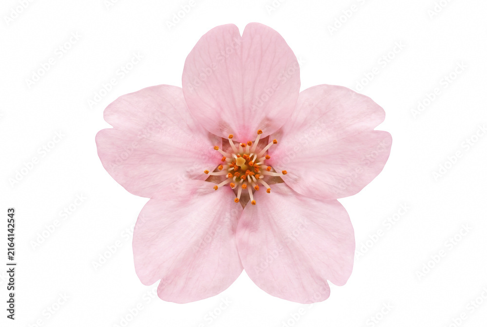 Fototapeta premium Single Delicate Pink Sakura Flower Macro