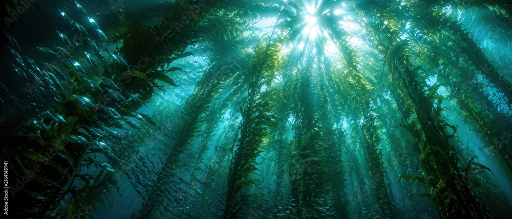 Fototapeta premium underwater kelp forest with school of silver fish swimming through seaweed under bright sunlight