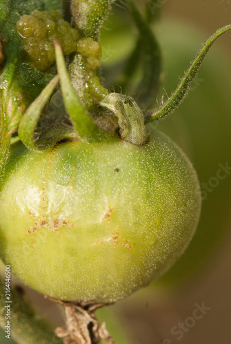 Konstfotografi Close-up of a cotton bollworm larva penetrating a tomato
