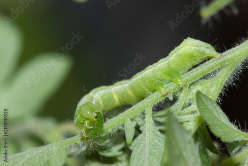 Konstfotografi Close-up of a tomato looper larva devouring a tomato leaf