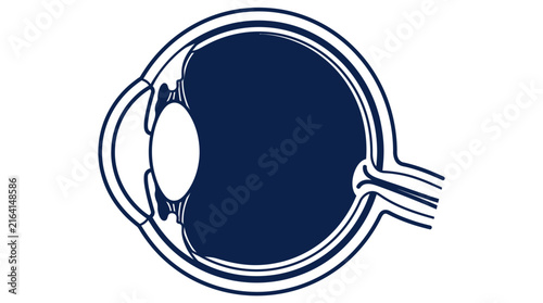 Foto Human Eye Anatomy Cross Section Vector