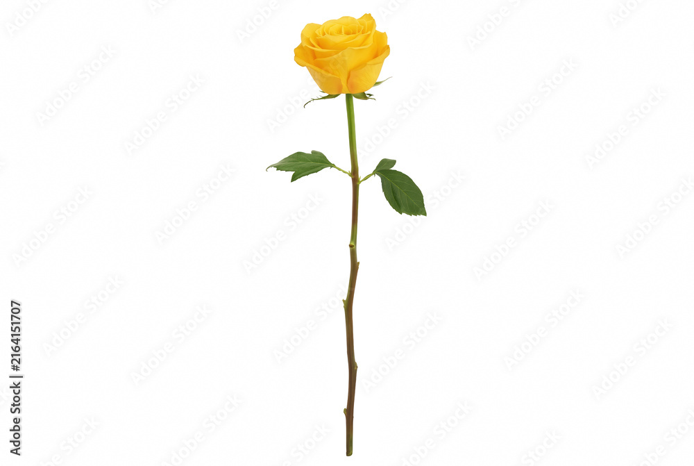 Fototapeta premium Single vibrant yellow rose with long stem and green leaves