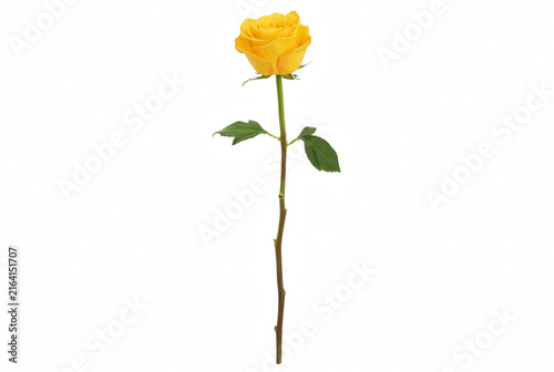 Foto Single vibrant yellow rose with long stem and green leaves
