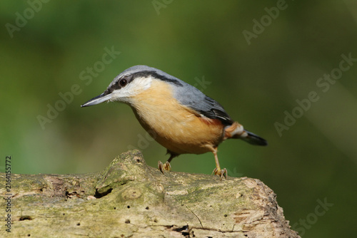 Obraz na plátně Eurasian nuthatch (Sitta europaea) perched on a mossy tree branch in the forest,