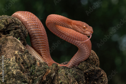 Fotografie Mangrove pit viper (Trimeresurus purpureomaculatus) displaying reddish-orange coloration native to coastal regions of Southeast Asia