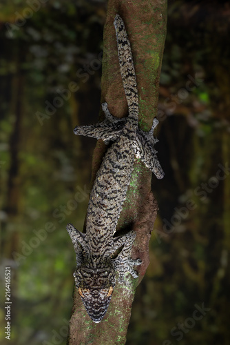 Giant leaf-tailed gecko (Uroplatus fimbriatus) native to Madagascar, camouflaged on a tree trunk.