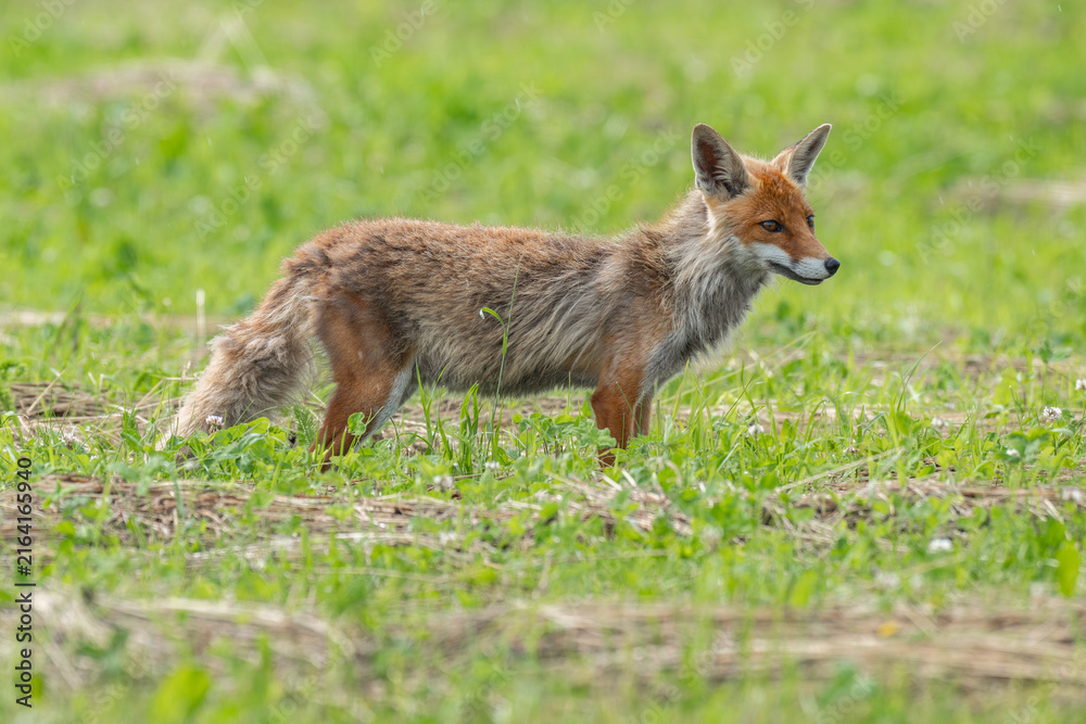 Obraz premium Red fox standing in a green grassy field looking alert in Latvia
