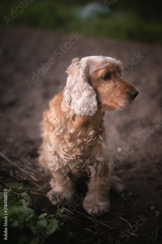 Obraz na płótnie Cocker Spaniel Dog Standing on a Forest Path