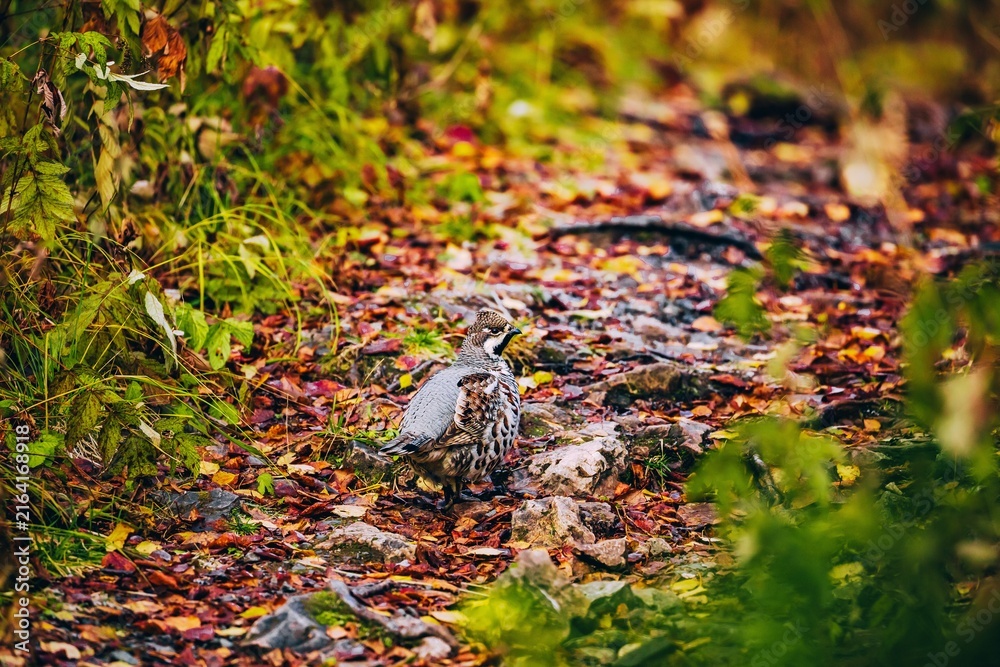 Naklejka premium Woodpecker pecking at ground covered in colorful autumn leaves and rocks in Finland