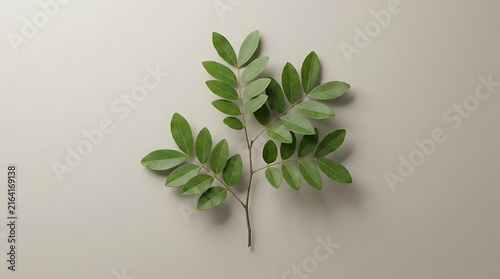 A single isolated twig of copaifera officinalis featuring lush green pinnate leaves against a minimalist light grey background for botanical study