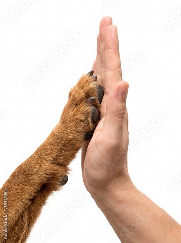 Human hand high fiving brown dog paw isolated against clean white background studio shot close with captures close vertical