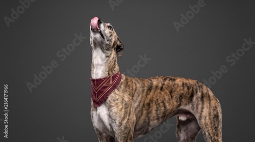 Brindle greyhound wearing patterned bandana licking nose against dark grey background studio portrait canine animal with cute