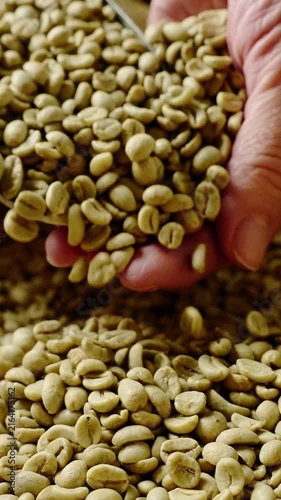 A close-up view of hands sifting through a pile of green coffee beans, showcasing the texture and quality of the beans in an energetic marketplace during daylight.