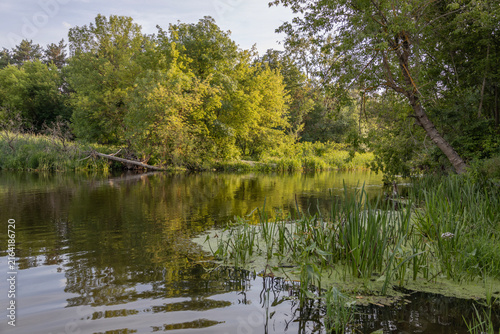 Scenic view of a calm river flowing through a lush green forest on a bright summer day. Tranquil water reflecting trees and reeds along the grassy bank, peaceful wilderness landscape photography.