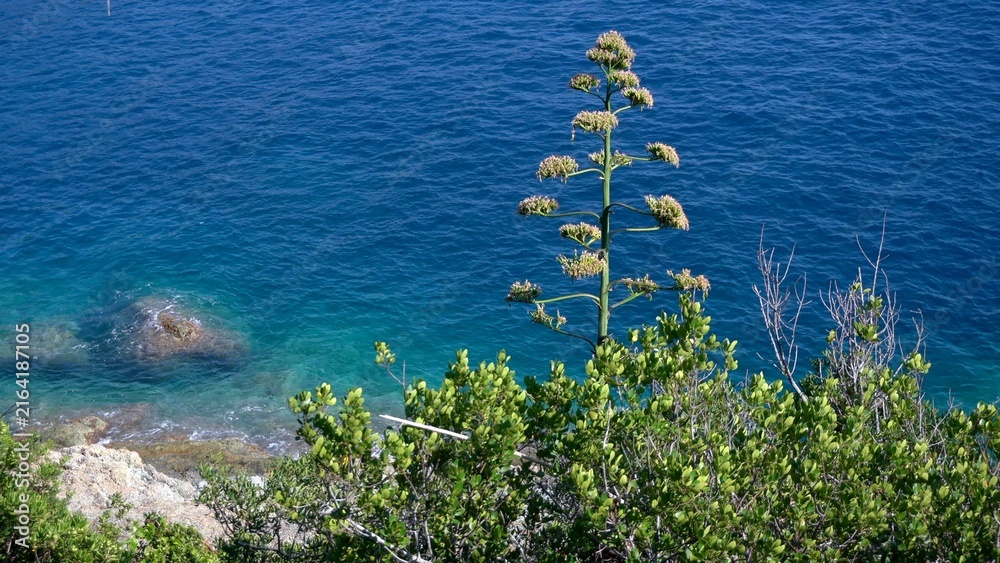 Fototapeta premium Italy, Liguria mediterranean sea and Agave succulent in bloom with a sea view