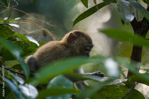 Canvastavla Young monkey perches quietly among green leaves