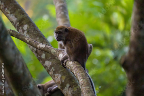 Canvas Print Brown monkey perches on tree branch