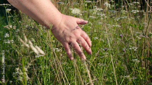 Female hand touches wild grass in summer meadow. Fingers gently brush against green stems and leaves. White yarrow wildflowers grow among fields herbs. Close up of skin and plants in natural sunlight.