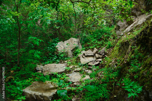 Large rock formations in a green forest