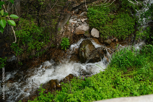 Mountain river flowing over large rocks through a forest of tall trees