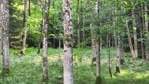 Birch trees in a peaceful green forest woodland