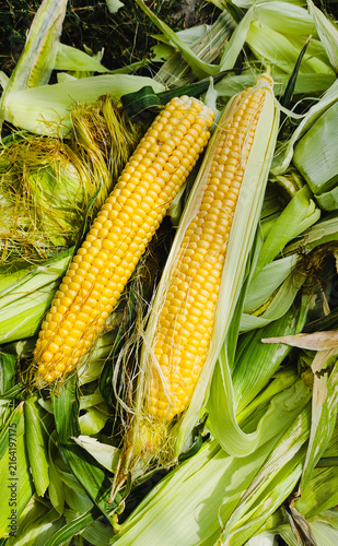 Yellow corn cob with kernels and green leaves