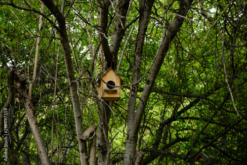 Bird feeder and birdhouse on a tree in a green forest