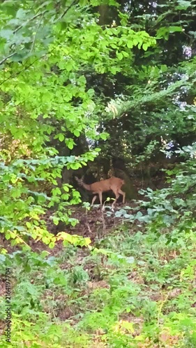 Wild Deer Walking Through a Lush Green Forest