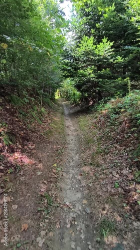 trail in the woods