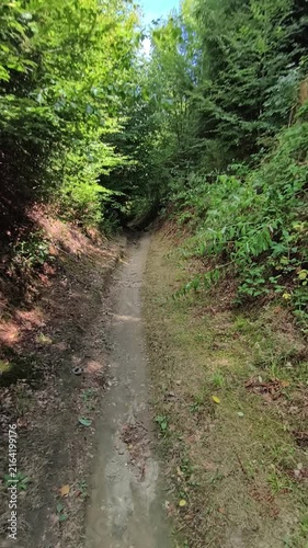 trail in the forest