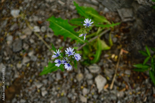 Blue chicory flowers with a blurred rocky mountain background