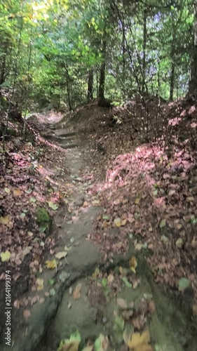 path in the forest