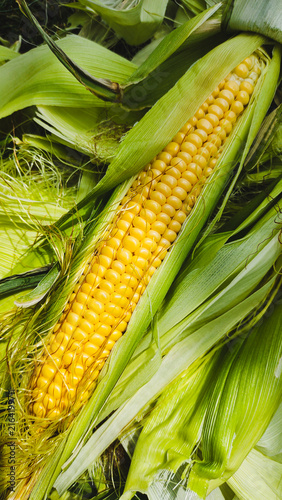 Yellow corn cob with kernels and green leaves