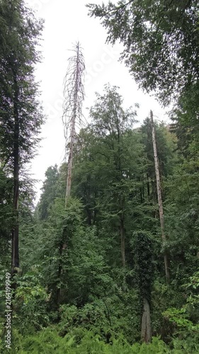 pine forest in the morning