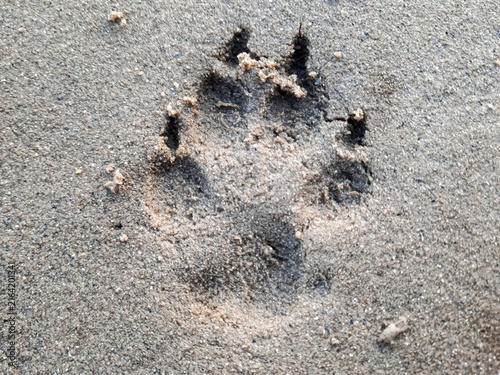 Cuadro en lienzo Dog paw print in wet sand, nature concept with animal track on beach texture
