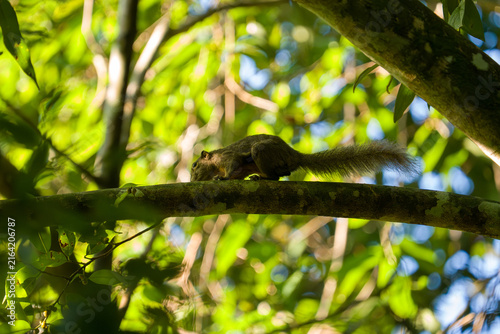 Squirrel perches on tree branch. Green leaves surround the scene. Natural light filters through canopy. Animal rests calmly amidst foliage. Sunlit forest environment captured