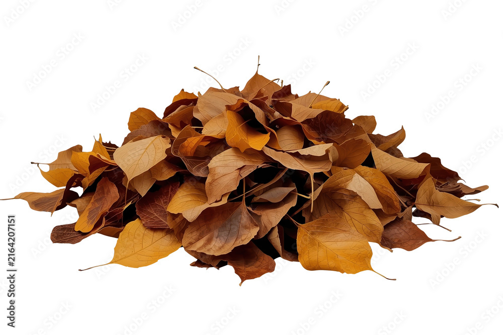 Fototapeta premium Loose pile of dry brown fallen leaves