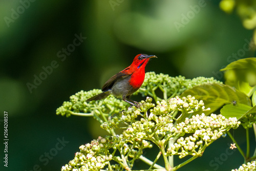 Vibrant red bird perches delicately on green foliage. Tiny white blossoms cluster beneath the bird's feet. Soft sunlight highlights its vivid plumage. Background features blurred green leaves