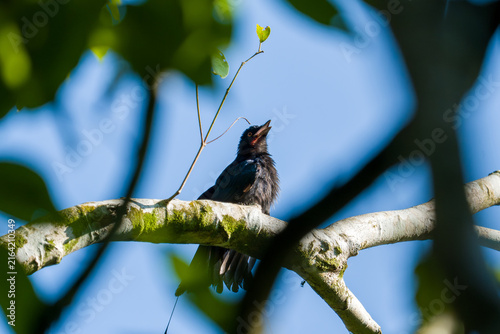 Small bird perches on tree branch, beak open. Feathers dark, contrasting with bright sky. Branches frame bird, leaves softly blurred. Sunlight highlights textures, natural setting
