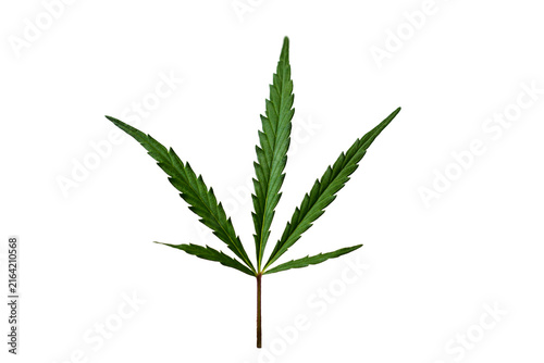 Isolated green cannabis leaf as a botanical concept on a transparent PNG background