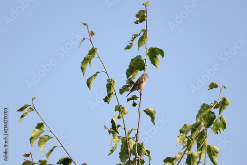 Bild auf Leinwand Eurasian Linnet sitting at the highest point of a tree in summer, Linaria cannab