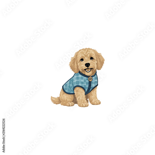 Cute fluffy poodle puppy sitting wearing a blue patterned dog jacket