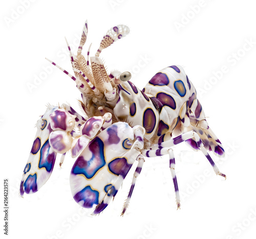 Harlequin shrimp macro portrait transparent background