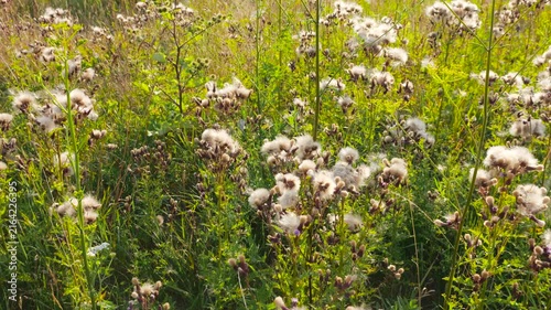 A wide field of creeping thistle plants with fluffy white seed heads sways gently in the summer sun. Golden daylight illuminates the soft downy seeds of the invasive thistles in their natural habitat.